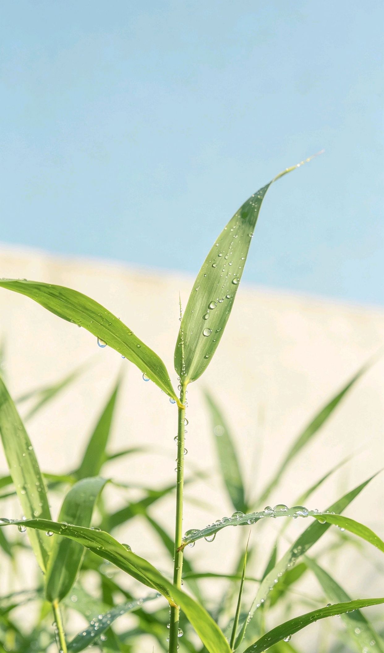 楚辞里的绝美句子，又拽又飒只爱自己的句子